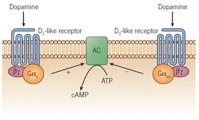 Dopamine Receptors: Types, Functions & Clinical Role