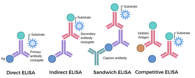 Types of ELISA and Their Applications in Research