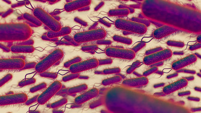 Escherichia coli (E. coli) is a rod-shaped, gram-negative bacterium that belongs to the family Enterobacteriaceae.