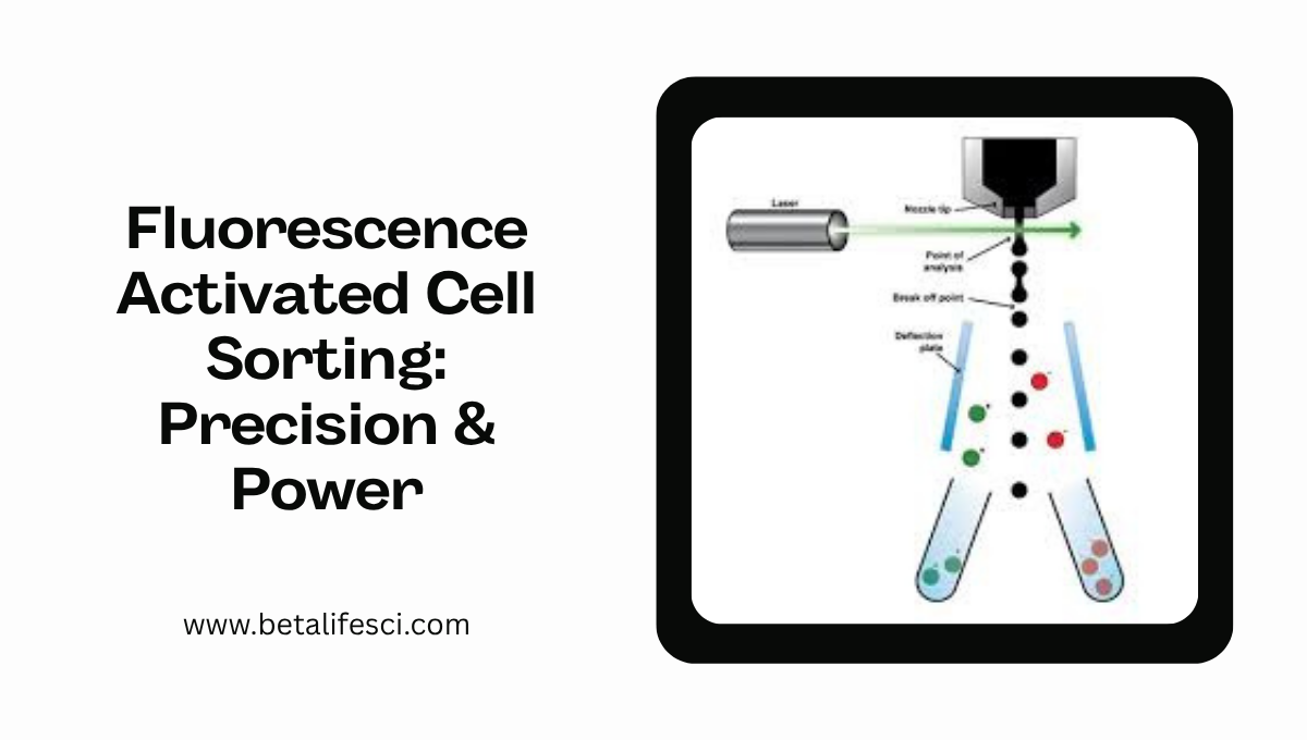 Fluorescence Sorting Fluorescence Activated Cell Sorting: Precision & Power