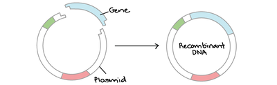 Gene recombinant refers to a scientific method where DNA from different sources is combined to create new genetic sequences. 