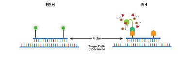 ISH In Situ Hybridization
