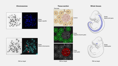 In Situ Hybridization: Principles, Techniques & Applications