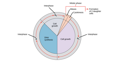 Interphase Cell Cycle – Understand the Stages of the Cell Cycle