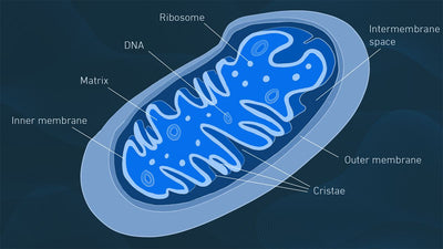 Understanding Mitochondria Function: The Powerhouse of the Cell