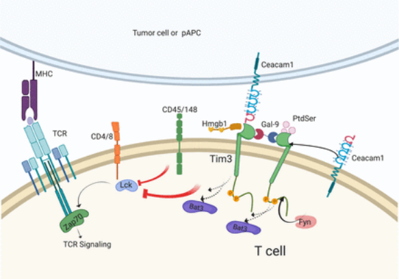 TIM-3: Structure, Function, and Therapeutic Significance in Immune ...