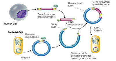 Organism with Fully Functional Recombinant DNA Explained