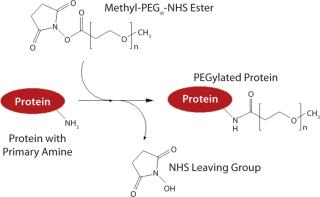 Pegylation Explained: Benefits, Uses & Future in Medicine