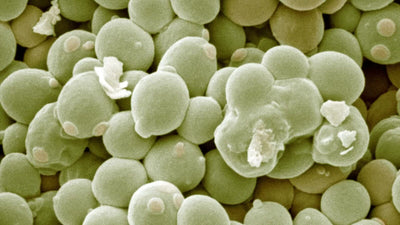 Saccharomyces cerevisiae is a single-celled yeast that has become a cornerstone in both scientific research and industrial applications.
