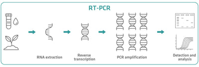 Transcriptase PCR (RT-PCR) is one of the most powerful tools in molecular biology, bridging the gap between RNA and DNA analysis. 
