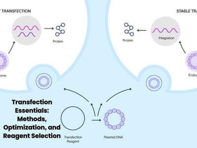 Transfection Essentials
