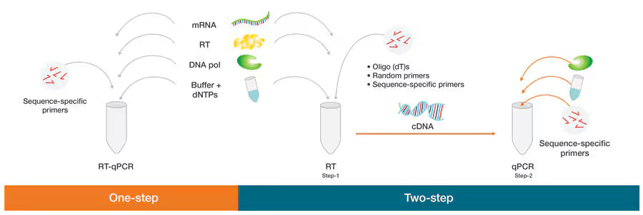 Understanding RTPCR: Principles, Applications, and Key Differences
