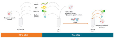 Understanding RTPCR: Principles, Applications, and Key Differences