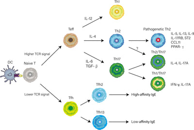 Understanding Th1 vs Th2: Roles, Pathways & Impact on Immunity