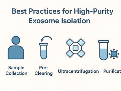  High-Purity Exosome Isolation