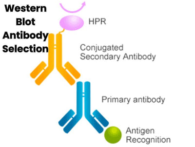 Antibody for Western Blot