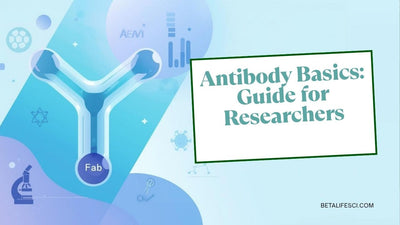 Antibody Structure