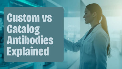 Custom vs Catalog Antibodies