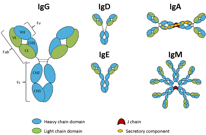 Antibody Isotypes IgG, IgA, IgM, IgE, IgD