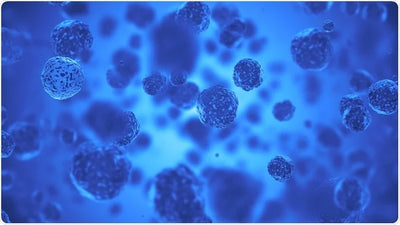 DAPI staining is a fluorescent labelling technique used to detect DNA within cells. DAPI (4′,6-diamidino-2-phenylindole) is a blue-emitting dye that binds strongly to A-T-rich regions in double-stranded DNA, making it ideal for highlighting cell nuclei.