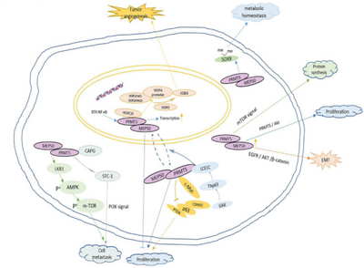 PRMT5 Inhibition: A Novel Strategy in Cancer Treatment