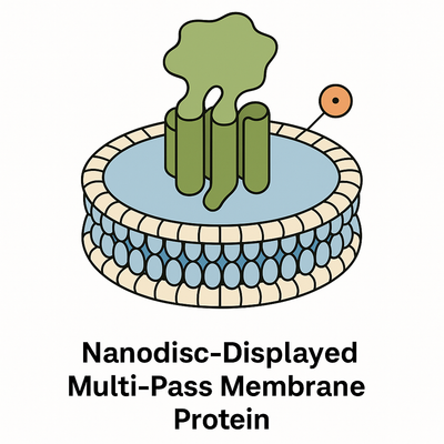 Nanodisc Transmembrane ProteinsNanodisc Transmembrane Proteins