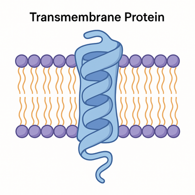 Recombinant Transmembrane ProteinsRecombinant Transmembrane Proteins