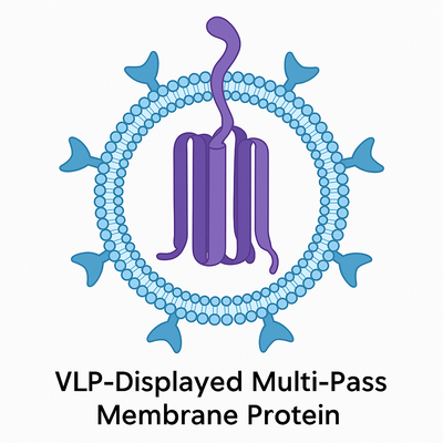 VLP Transmembrane ProteinsVLP Transmembrane Proteins