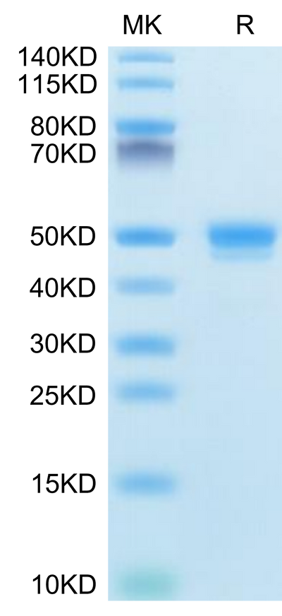 Mouse CD48/SLAMF2 on Tris-Bis PAGE under reduced condition. The purity is greater than 95%.Recombinant Mouse CD48/SLAMF2 Protein