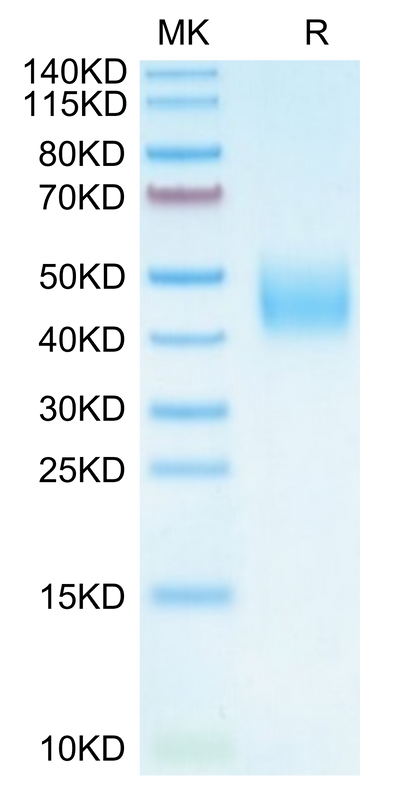 Cynomolgus B7-H6 on Tris-Bis PAGE under reduced condition. The purity is greater than 95%.Recombinant Cynomolgus B7-H6/NCR3LG1 Protein, Active