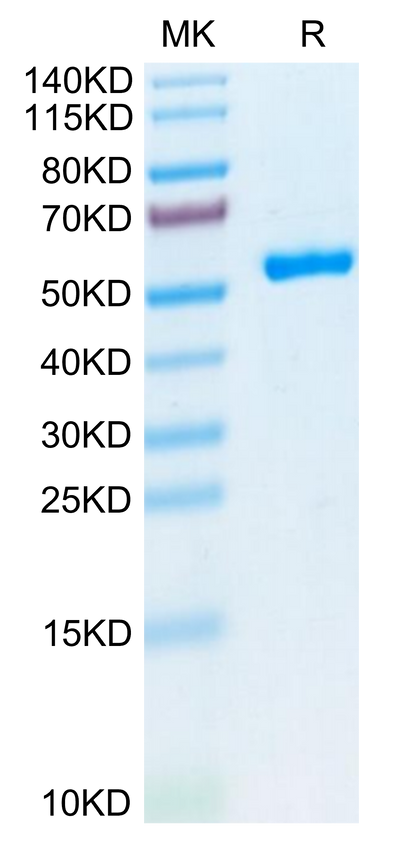 Biotinylated Human HLA-A*02:01&B2M&P53 WT (HMTEVVRRC) Monomer on Tris-Bis PAGE under reduced condition. The purity is greater than 95%.Biotinylated Human HLA-A*02:01&B2M&P53 WT (HMTEVVRRC) Monomer Protein