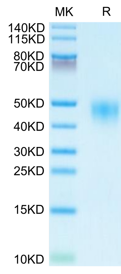 Human CD48 on Tris-Bis PAGE under reduced condition. The purity is greater than 95%.Recombinant Human CD48/SLAMF2 Protein, Active