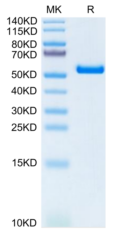 Biotinylated Human HLA-A*11:01&B2M&KRAS G12V (VVVGAVGVGK) Monomer on Tris-Bis PAGE under reduced condition. The purity is greater than 95%.Biotinylated Human HLA-A*11:01&B2M&KRAS G12V (VVVGAVGVGK) Monomer Protein