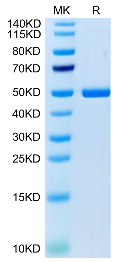 Cynomolgus 4-1BB Ligand on Tris-Bis PAGE under reduced condition. The purity is greater than 95%.Recombinant Cynomolgus 4-1BB Ligand/TNFSF9 Protein, Active