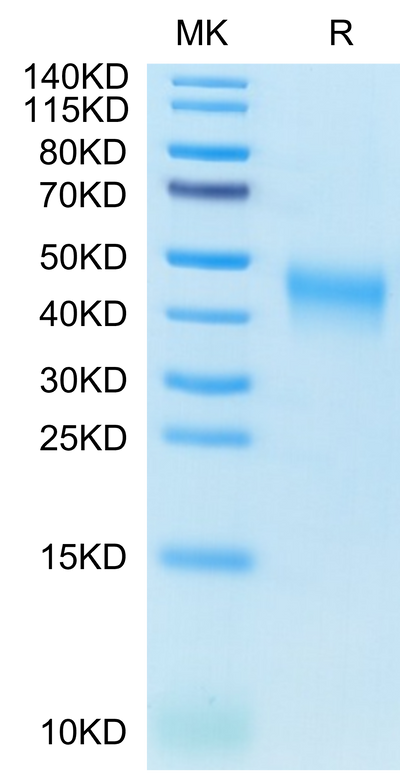 Cynomolgus B7-1 on Tris-Bis PAGE under reduced condition. The purity is greater than 95%.Recombinant Cynomolgus B7-1/CD80 Protein, Active
