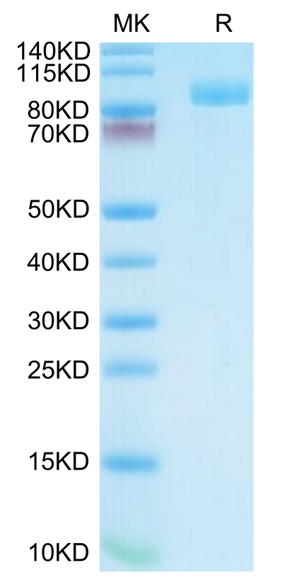 Cynomolgus PSMA on Tris-Bis PAGE under reduced condition. The purity is greater than 95%.Recombinant Cynomolgus PSMA/FOLH1 Protein, Active