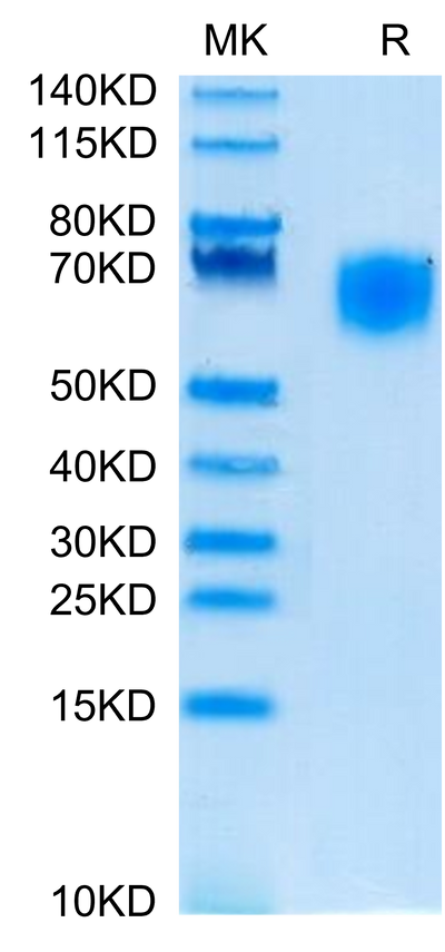 Cynomolgus SIRP alpha on Tris-Bis PAGE under reduced condition. The purity is greater than 95%.Recombinant Cynomolgus SIRP alpha/CD172a Protein, Active
