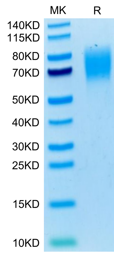 Mouse SIRP alpha on Tris-Bis PAGE under reduced condition. The purity is greater than 95%.Recombinant Mouse SIRP alpha/CD172a Protein, Active