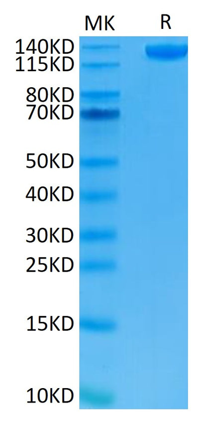 Human Siglec-2 on Tris-Bis PAGE under reduced condition. The purity is greater than 95%.Recombinant Human Siglec-2/CD22 Protein, Active