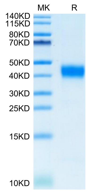 Cynomolgus CD38 on Tris-Bis PAGE under reduced condition. The purity is greater than 95%.Recombinant Cynomolgus CD38 Protein