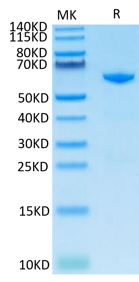 Cynomolgus CD73 on Tris-Bis PAGE under reduced condition. The purity is greater than 95%.Recombinant Cynomolgus CD73/NT5E Protein, Active