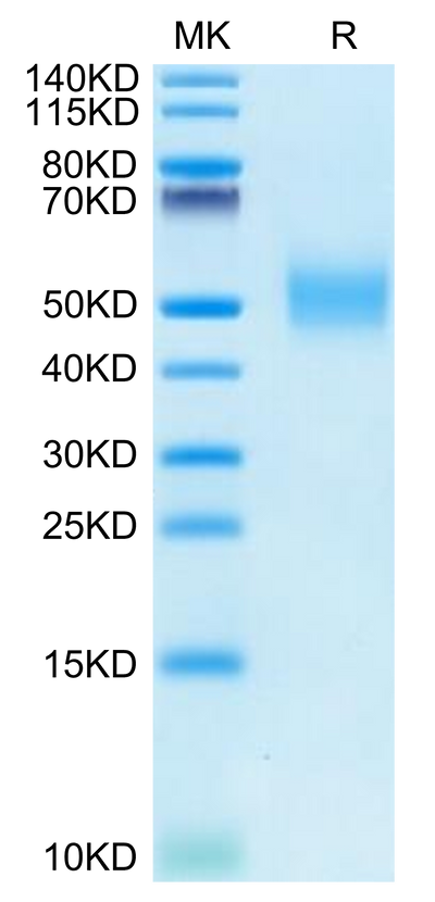 Rhesus macaque CD155/PVR on Tris-Bis PAGE under reduced condition. The purity is greater than 95%.Recombinant Rhesus macaque CD155/PVR Protein, Active