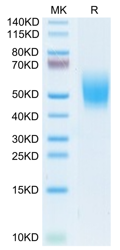 Cynomolgus DNAM-1 on Tris-Bis PAGE under reduced condition. The purity is greater than 95%.Recombinant Cynomolgus DNAM-1/CD226 Protein, Active