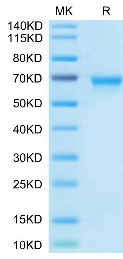 Biotinylated Human OX40 on Tris-Bis PAGE under reduced condition. The purity is greater than 95%.Biotinylated Human OX40/TNFRSF4/CD134 Protein (Primary Amine Labeling)