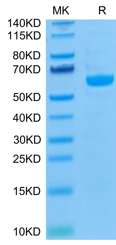Biotinylated Human LAG3 on Tris-Bis PAGE under reduced condition. The purity is greater than 95%.Biotinylated Human LAG3/CD223 Protein, Active