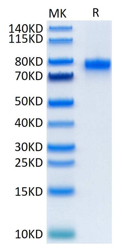Mouse CD40 Ligand Trimer on Tris-Bis PAGE under reduced condition. The purity is greater than 95%.Recombinant Mouse CD40 Ligand/TNFSF5 Trimer Protein, Active