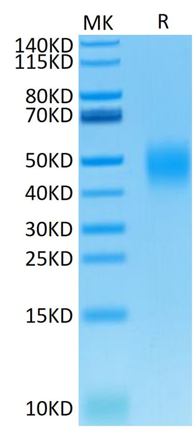 Mouse B7-H5 on Tris-Bis PAGE under reduced condition. The purity is greater than 95%.Recombinant Mouse B7-H5/Gi24/VISTA Protein
