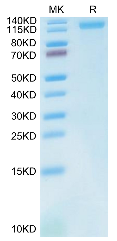 Cynomolgus LDLR on Tris-Bis PAGE under reduced condition. The purity is greater than 95%.Recombinant Cynomolgus LDLR Protein, Active