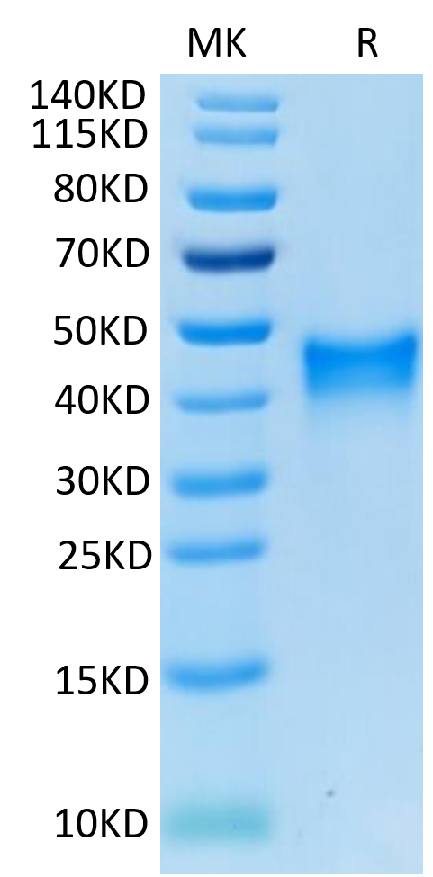 Mouse 4-1BB on Tris-Bis PAGE under reduced condition. The purity is greater than 95%.Recombinant Mouse 4-1BB/TNFRSF9 Protein, Active