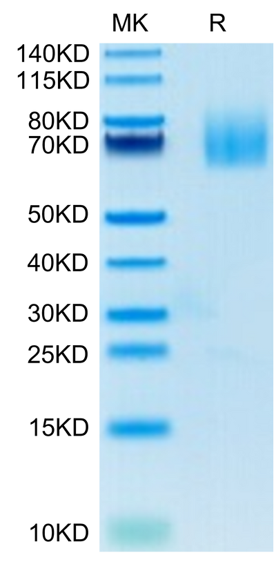 Human CD27 Ligand on Tris-Bis PAGE under reduced condition. The purity is greater than 95%.Recombinant Human CD27 Ligand/CD70 Protein, Active
